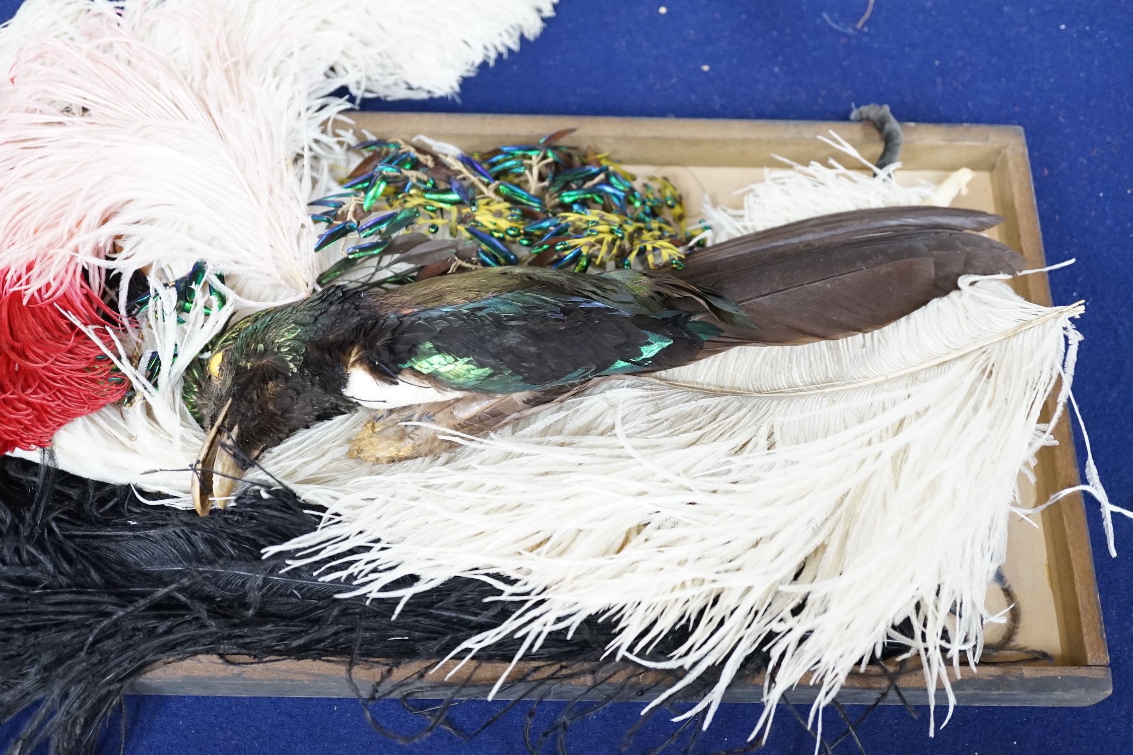 Various hat feathers including ostrich examples, beetle wing hat ornament and taxidermy Bird of Paradise